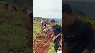 big size potato harvesting shots potato viralviedo newvideo newfoodvideo [upl. by Lohman432]