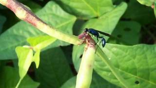 Wasps in the Purple Hull Peas [upl. by Nojel]