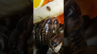 What To Feed Dubia Roach Colony 🤔 Check it out roaches insects bug bugs feeder breeding roach [upl. by Ainslee]