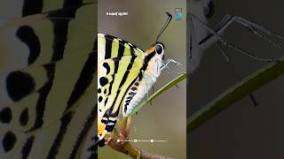 വരയൻ വാൾ വാലൻ ചിത്രശലഭം🦋Graphium Antiphatesgraphiumantiphates butterfly keralabutterflies facts [upl. by Jilleen]