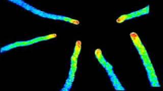 Calcium Oscillations in the Arabidopsis Thaliana Pollen Tube [upl. by Annat]