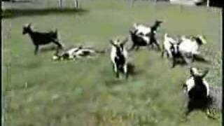 Fainting Goats [upl. by Shuler397]