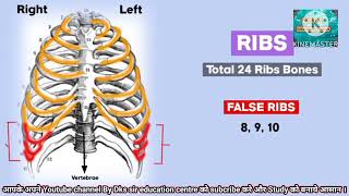 25 Thoracic Cage bones।true ribs false ribs Floating ribs ।sternum bone anatomy [upl. by Atsok84]