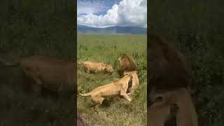 lionesses saves their king from intruder lion hyena elephant cheetah leopard nature wildlife [upl. by Elpmid]