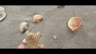 SCORING NICE CORAL BEFORE A STORM BEACHCOMBING [upl. by Clarissa736]