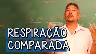 O que é Respiração Comparada  Extensivo Biologia  Descomplica [upl. by Nahshunn]