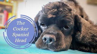 Grooming the Cocker Spaniel Head  Master Groomer Talks You Through Some Simple Steps [upl. by Eisor127]