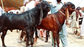 Bakra Mandi sahiwal ki update beetal breeder bakry 03124058010 Altaf goat farm [upl. by Theona]