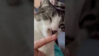 Lala kisses on loop 😻🥹 asmr cat catmom [upl. by Ajay]