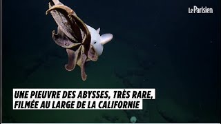 Une pieuvre des abysses très rare filmée au large de la Californie [upl. by Hodges113]