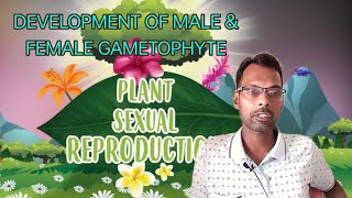 SEXUAL REPRODUCTION IN PLANTS Development of Male amp Female Gametophyte [upl. by Petronille191]