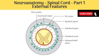 Spinal Cord  Positional changes  Spinal meninges Processes of Piamater External features [upl. by Endys]