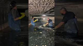 Sewer ceiling repair process [upl. by Kalle]