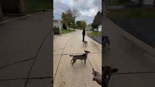 American Pit Bull Terrier Vs Mini Terrier [upl. by Aivat106]