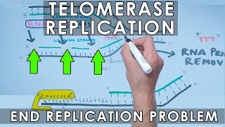 Telomerase Replication in Eukaryotes  End Replication [upl. by Astrea809]