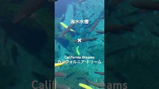 海水水槽の束の間✖︎ California Dreams  カリフォルニア・ドリーム 海外ドラマ 1992 [upl. by Almita]