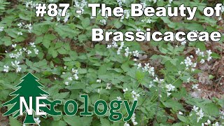 NEcology 87  The Beauty of Brassicaceae [upl. by Akienaj]