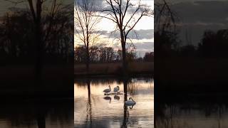 Swan Family Enjoying Some Time Together in the Big Pond Shortly After Sunset 102524 [upl. by Krauss719]