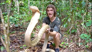 Worlds Biggest KING COBRA in JUNGLE of BORNEO Pt2 [upl. by Yremogtnom931]