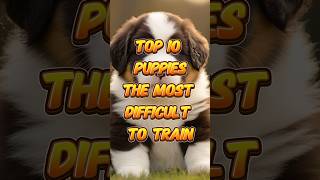 Top 10 Dog Breeds That Are the Most Difficult to Train Comment your favorite dog shorts pets [upl. by Ann-Marie]