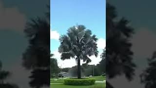 THIS TREE LiTeRaLly Expoleoaded what Happend NExt is UNBELIEVABLE [upl. by Ilime553]