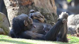 Bebé chimpancé Pan troglodytes verus con 2 días de vida [upl. by Dlarej]