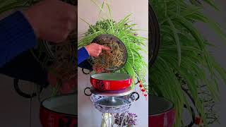 Plants flowers in plate and put fertilizer craftgarden gardenplants flower diy [upl. by Pallas]