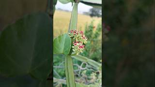 Cissus quadrangularis nalleru nallada plants flowers medicinalplant nature shorts ytshorts [upl. by Archangel332]