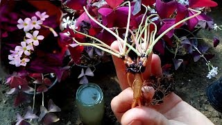 How to grow Oxalis Purple Love Plant [upl. by Valenba]