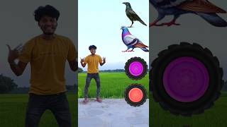 Tractor wheel to parrot pingen crow peacock 🦚 shortsfeed viralvideos shortvideos short [upl. by Trula]