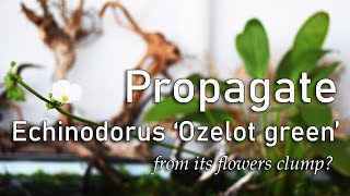 Aquascaping Tips How to Propagate Emersed Echinodorus Ozelot Green from its Flower Clumps [upl. by Erbma]