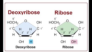 Ribose vs Deoxyribose Key Differences  2024 [upl. by Anaidni]