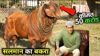 Salman Khan ka Qurbani ka Bakra 2024 I सलमान खान का कुर्बानी का बकरा I Bakra Eid 2024 [upl. by Carter]