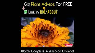 Common Problems of Calendula Plant amp Their Solutions [upl. by Mirth379]