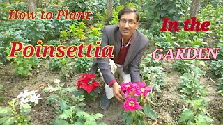 How to Plant Poinsettia in Your Garden Growing and Caring Tips for Poinsettia [upl. by Ingham]