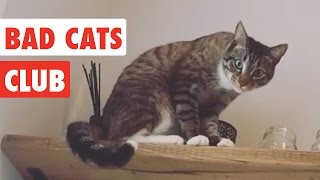 Bad Cats Club  Funny Cat Video Compilation 2020 [upl. by Evaleen]