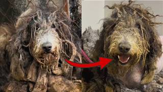 4 Year Cage Nightmare Beaten amp Starved Dog Finally Smiles [upl. by Auj]