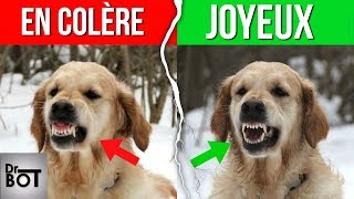 10 FAÇONS DE COMPRENDRE CE QUE DIT VOTRE CHIEN  Dr Bot [upl. by Annhoj]