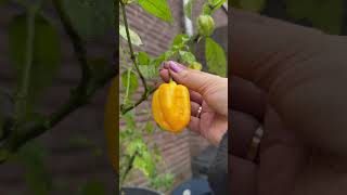 Peper planten binnen overwinteren zo doe je dat pepper pepers overwinteren [upl. by Ardeen72]