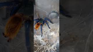 chromatopelma cyaneopubescens feeding [upl. by Furie]