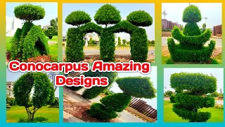 Conocarpus plant Designs  New and beautiful design of Conocarpus plant  How to grow Conocarpus [upl. by Carole]