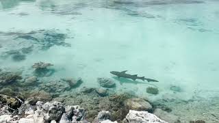 Fakarava sharks [upl. by Cornelius]