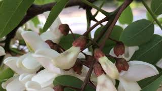 Beyaz çiçekli yalancı akasya Robinia pseudoacacia baklagiller Fabaceae familyasından IMG 1964 [upl. by Maureene485]