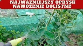 Jak uzupełnić niedobory wapnia w pomidorach zapobieganie suchej zgniliźnie wierzcholkowej [upl. by Iramaj]