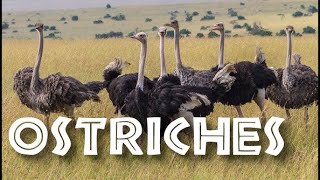 Majestic Ostrich Special Facts  Flightless Bird  Planet Earth Aquarium Mysore HD [upl. by Alurta]