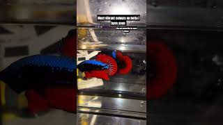 best betta fish feeds youtubeshorts aquarium [upl. by Allegna]