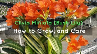 Clivia Miniata Bush Lily How to Grow and Care [upl. by Jessika68]