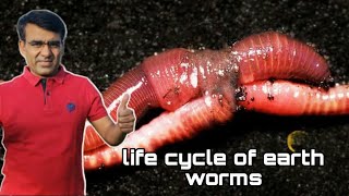 Life cycle of worms केचुओ में प्रजनन कैसे होता है jaivicila [upl. by Nauqaj]