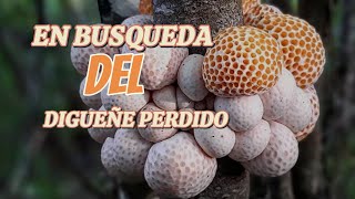 ⛔️ TE CONTAMOS NUESTRO ÉXITO 🤣 EN BÚSQUEDA DE DIGUEÑES EN TERMAS DE CHILLAN 🇨🇱 larutadelasratas [upl. by Wonacott]