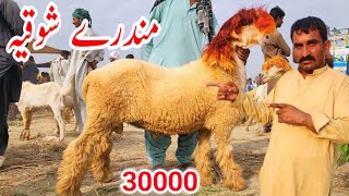 Mundra song Qurbani 2025 Mundra Mandi update Malik Imran goat farm [upl. by Alvina1]